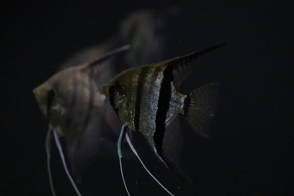 Original photo of fish