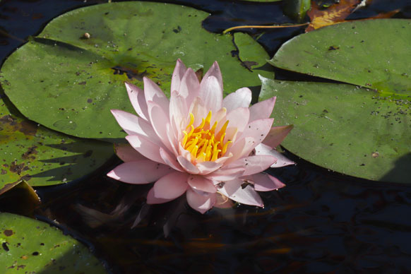 Edited photo of lotus