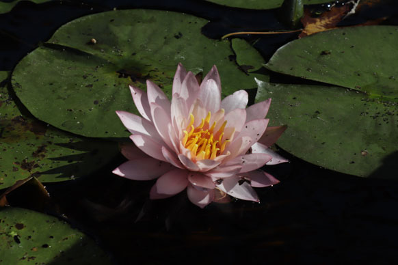 Original photo of lotus