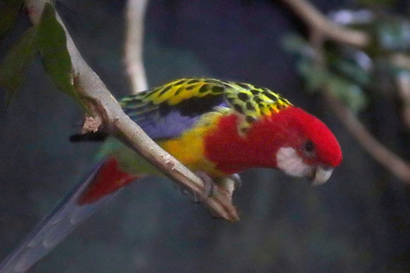 Edited photo of parrot