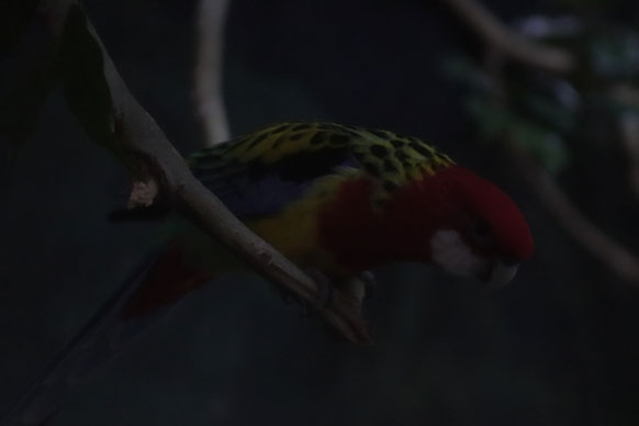 Original photo of parrot